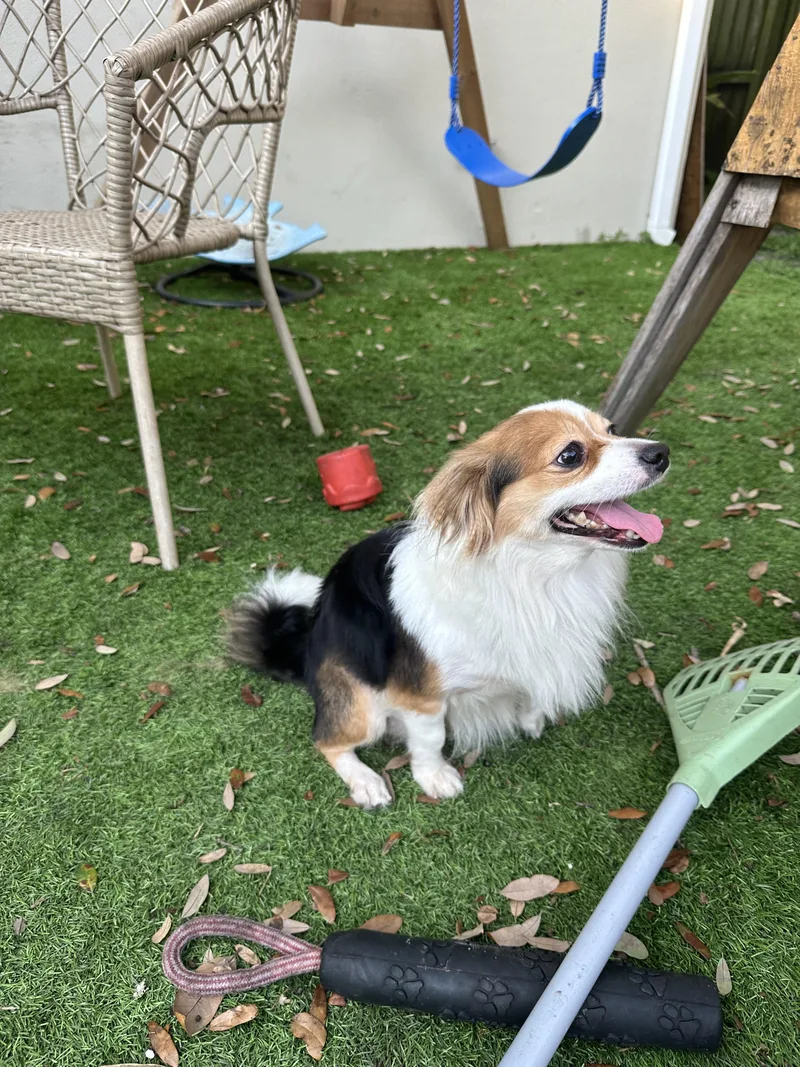 An adult small-sized male Chihuahua dog named Mochi for adoption in Parrish, FL