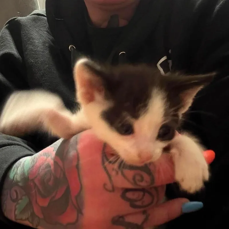 A baby small-sized male Black Domestic Short Hair cat named Tails for adoption in Inwood, WV