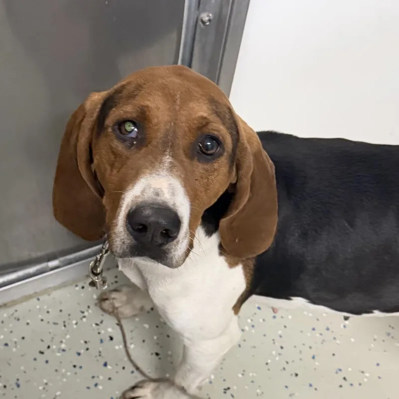 An adult medium-sized female Black Treeing Walker Coonhound dog named Nova for adoption in Marion, VA