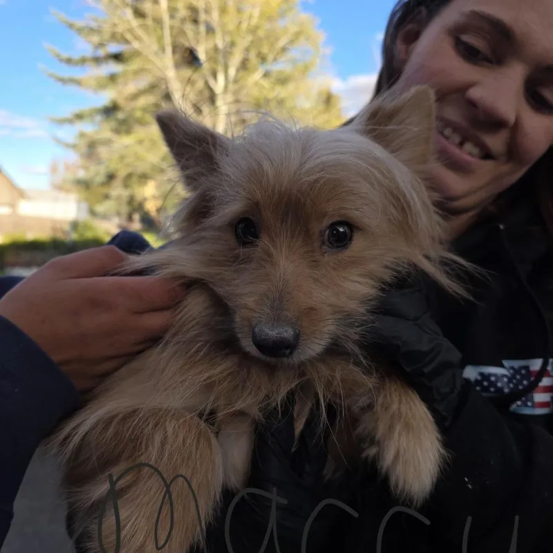 An adult small-sized male Yellow / Tan / Blond / Fawn Mixed Breed dog named Maccay for adoption in Klamath Falls, OR