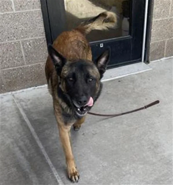 An adult large-sized male Dutch Shepherd dog named Octa Octa for adoption in Denver, CO