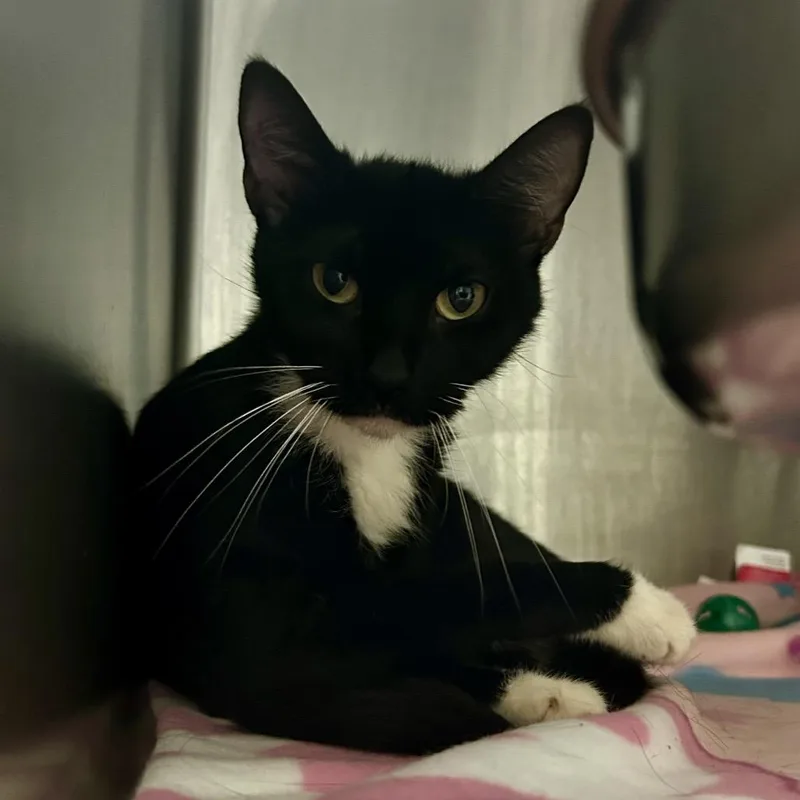 An adult small-sized male Black Domestic Short Hair cat named Collin Furth for adoption in Spruce Pine, NC