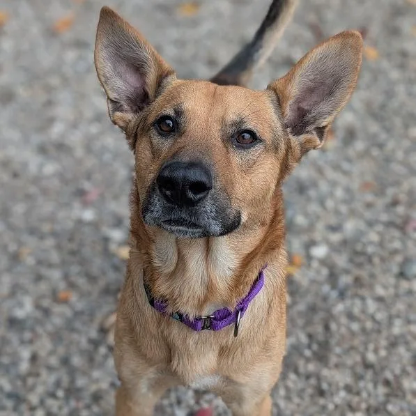 An adult medium-sized male Mixed Breed dog named Crux for adoption in West Olive, MI