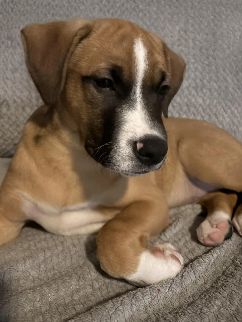 Bardolph thumbnail 2