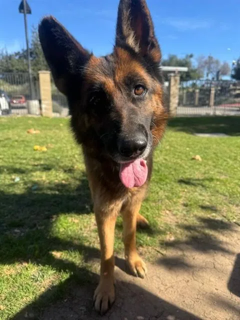 An adult medium-sized female German Shepherd Dog dog named Beauty for adoption in Riverside, CA