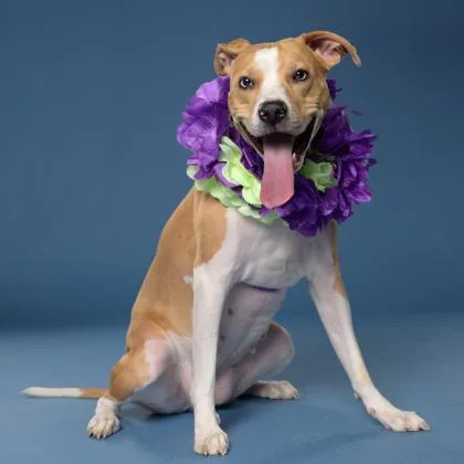 An adult large-sized female Mixed Breed dog named Rose for adoption in Atlanta, GA