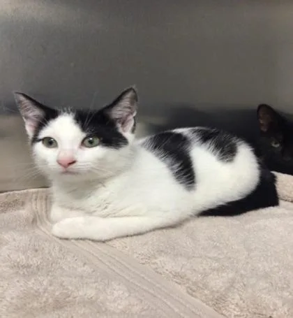 A baby medium-sized female Domestic Short Hair cat named Spangle for adoption in Elmira, NY