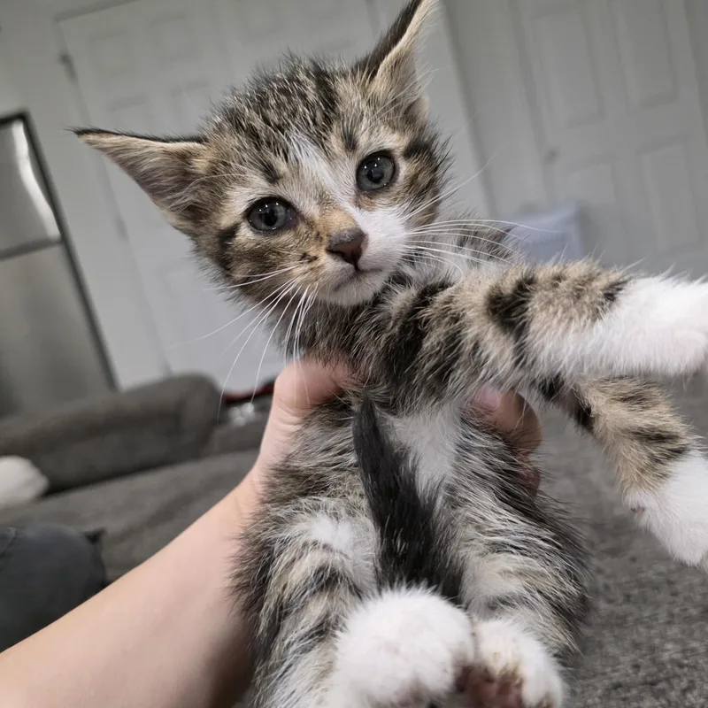 A baby medium-sized male Brown / Chocolate Domestic Short Hair cat named Desmond for adoption in Moriches, NY