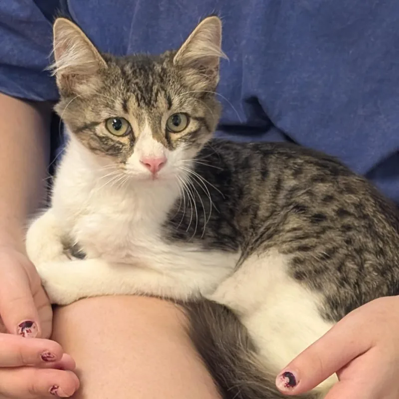 A baby small-sized male Brown / Chocolate Domestic Medium Hair cat named Thurston Howell for adoption in Independence, KS