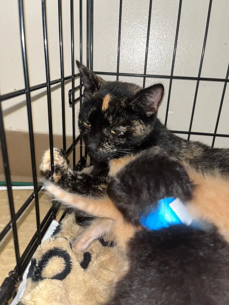A young medium-sized female Domestic Short Hair cat named Sol for adoption in Wintersville, OH