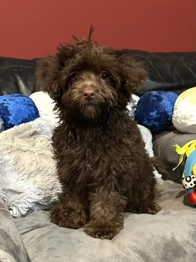 A baby small-sized male Maltese dog named Bowie for adoption in Milton, GA