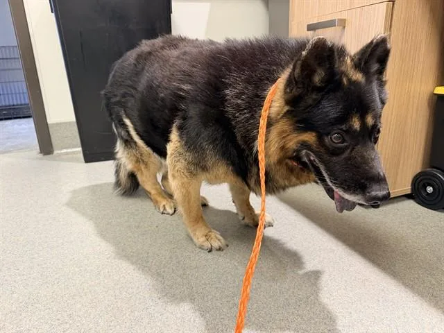 An adult large-sized male German Shepherd Dog dog named Earl for adoption in Ontario, CA
