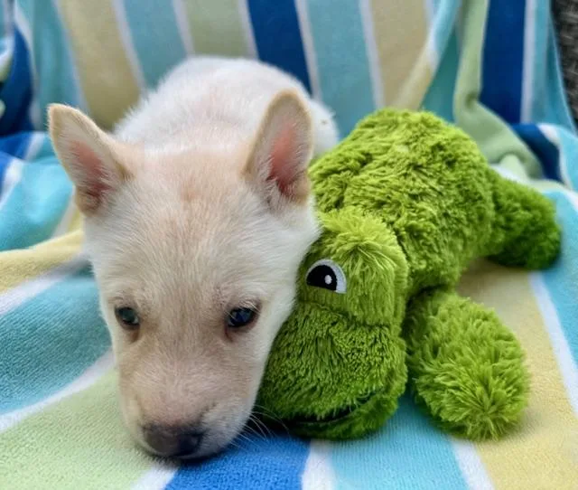 A baby medium-sized male Shepherd dog named Pinot Grigio for adoption in Houston, TX