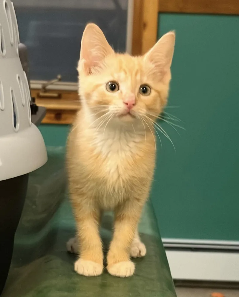 A baby medium-sized male Tabby (Orange / Red) Domestic Short Hair cat named Kix for adoption in Breinigsville, PA