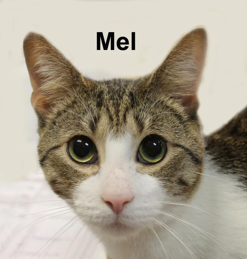 An adult medium-sized male Black Domestic Short Hair cat named Mickey Ricc. for adoption in Stowe, PA