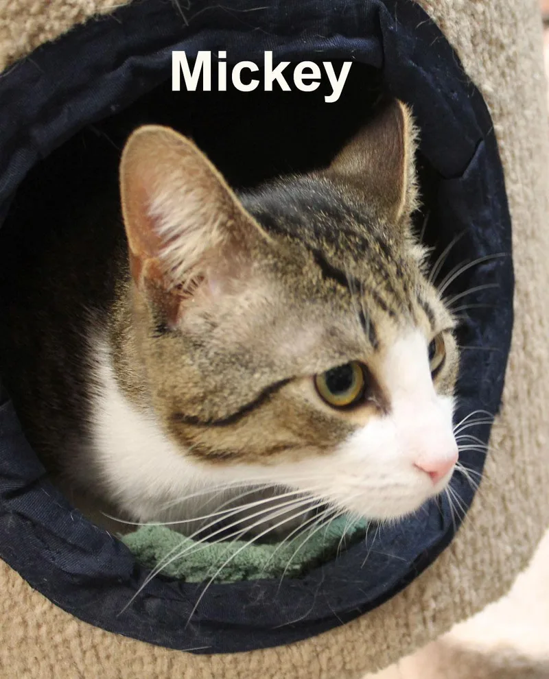 Mickey Ricc. thumbnail 3