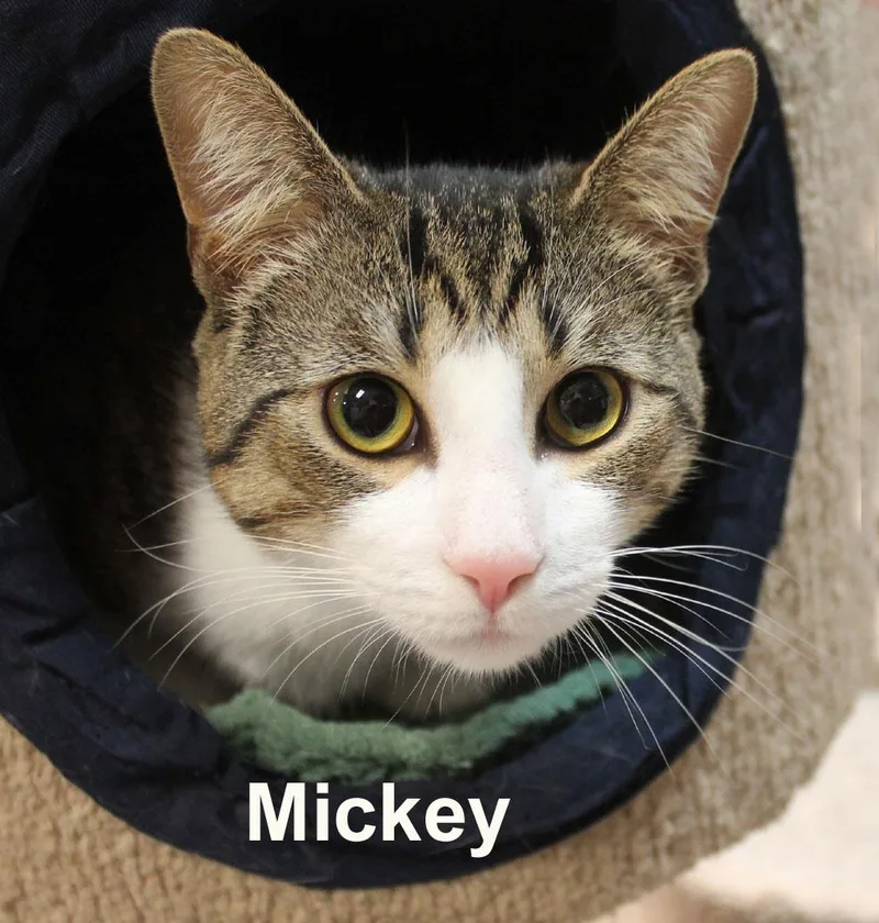 Mickey Ricc. thumbnail 4