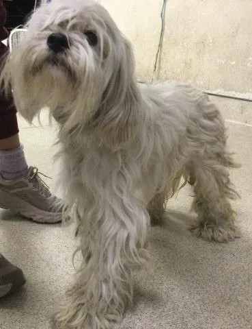 An adult medium-sized male Terrier dog named Doug for adoption in Riverside, CA