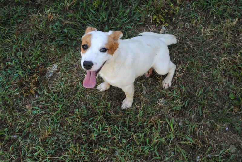A baby medium-sized female Australian Cattle Dog / Blue Heeler dog named Ridge for adoption in Manchester, TN