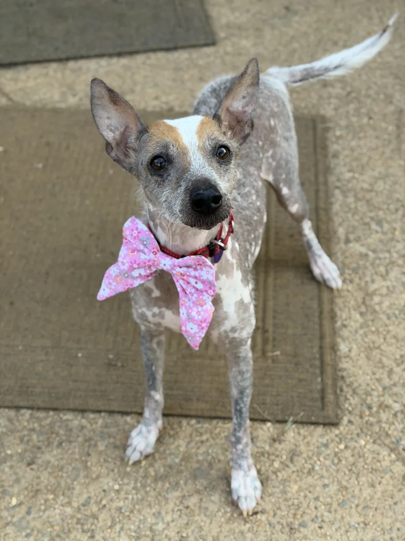 An adult small-sized female Xoloitzcuintli / Mexican Hairless dog named Camilla for adoption in Atlanta, GA