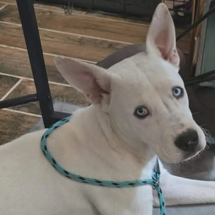 A baby medium-sized female White / Cream Husky dog named Marshmallow Kh for adoption in Austin, TX