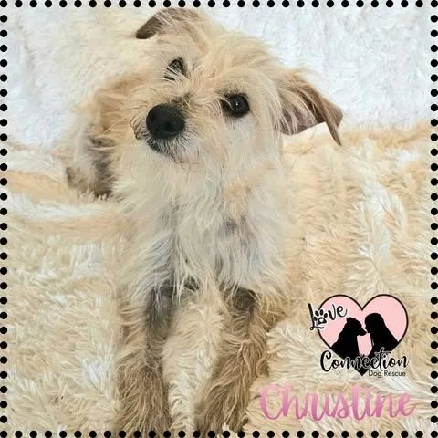 A young small-sized female Golden Poodle dog named Christine Brown for adoption in Gilbert, AZ