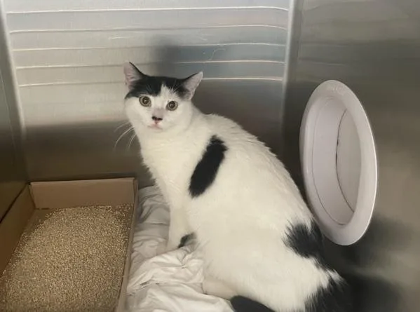 A young medium-sized male Domestic Short Hair cat named Charlie for adoption in Ridgewood, NY