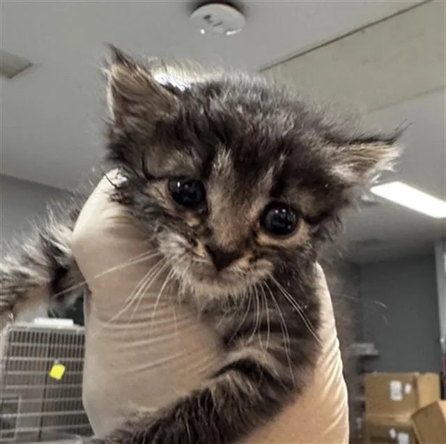 A baby small-sized male Domestic Short Hair cat named Nox for adoption in Thousand Palms, CA