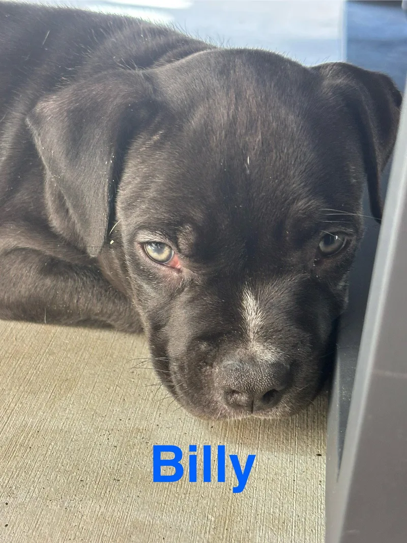 A baby medium-sized male American Staffordshire Terrier dog named Dolly's Dreamers Billy for adoption in San Diego, CA