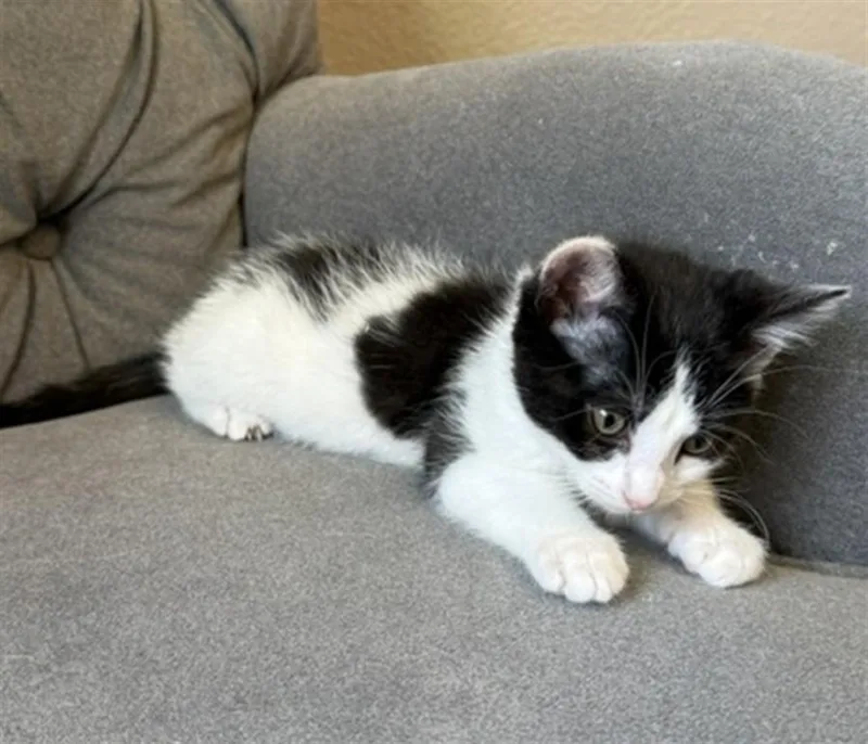 A baby small-sized female Domestic Short Hair cat named Moira for adoption in Loveland, CO