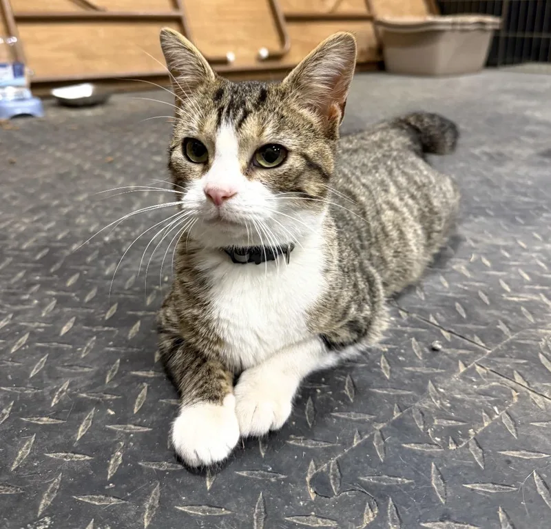 A baby medium-sized female Tabby (Buff / Tan / Fawn) Domestic Short Hair cat named Dot for adoption in Maineville, OH