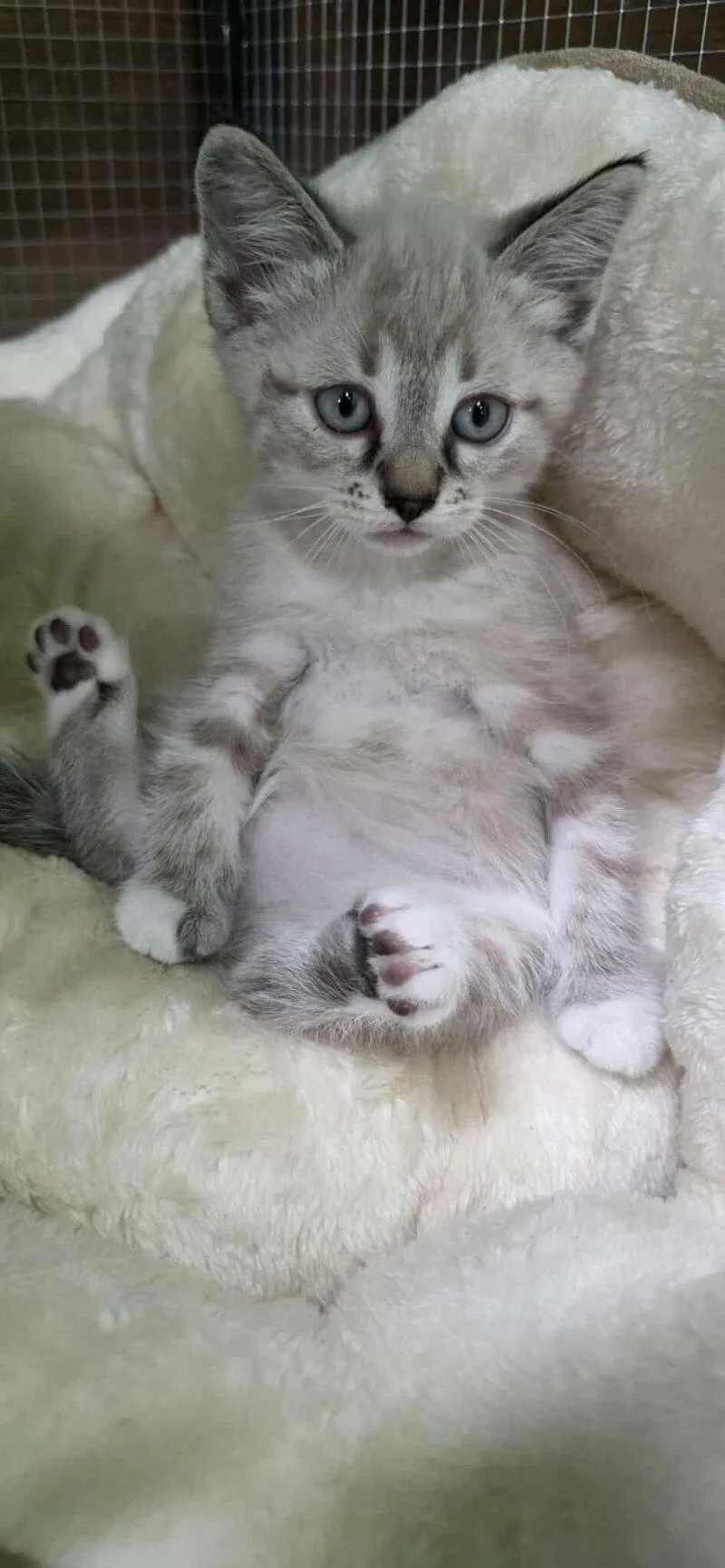 A young medium-sized female Cream / Ivory Domestic Short Hair cat named Nimbus for adoption in Adrian, MI
