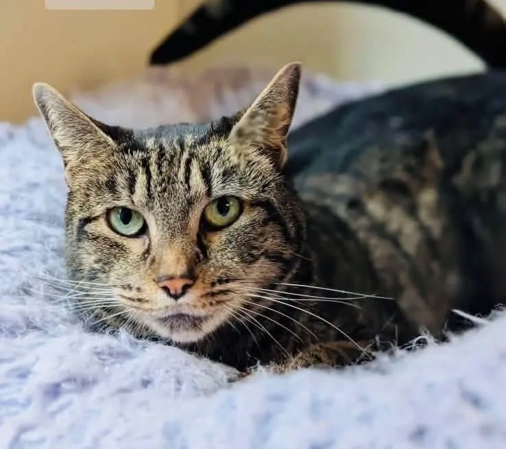An adult medium-sized female Brown / Chocolate Domestic Short Hair cat named Iggy for adoption in Bolivia, NC