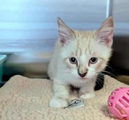 A young medium-sized male Seal Point Domestic Short Hair cat named Tony for adoption in Buffalo, MN