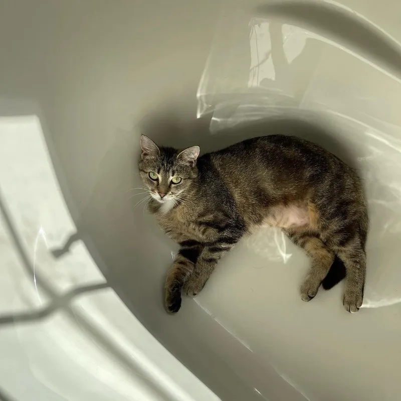 An adult medium-sized female Tabby cat named Rosemary for adoption in Harpers Ferry, WV