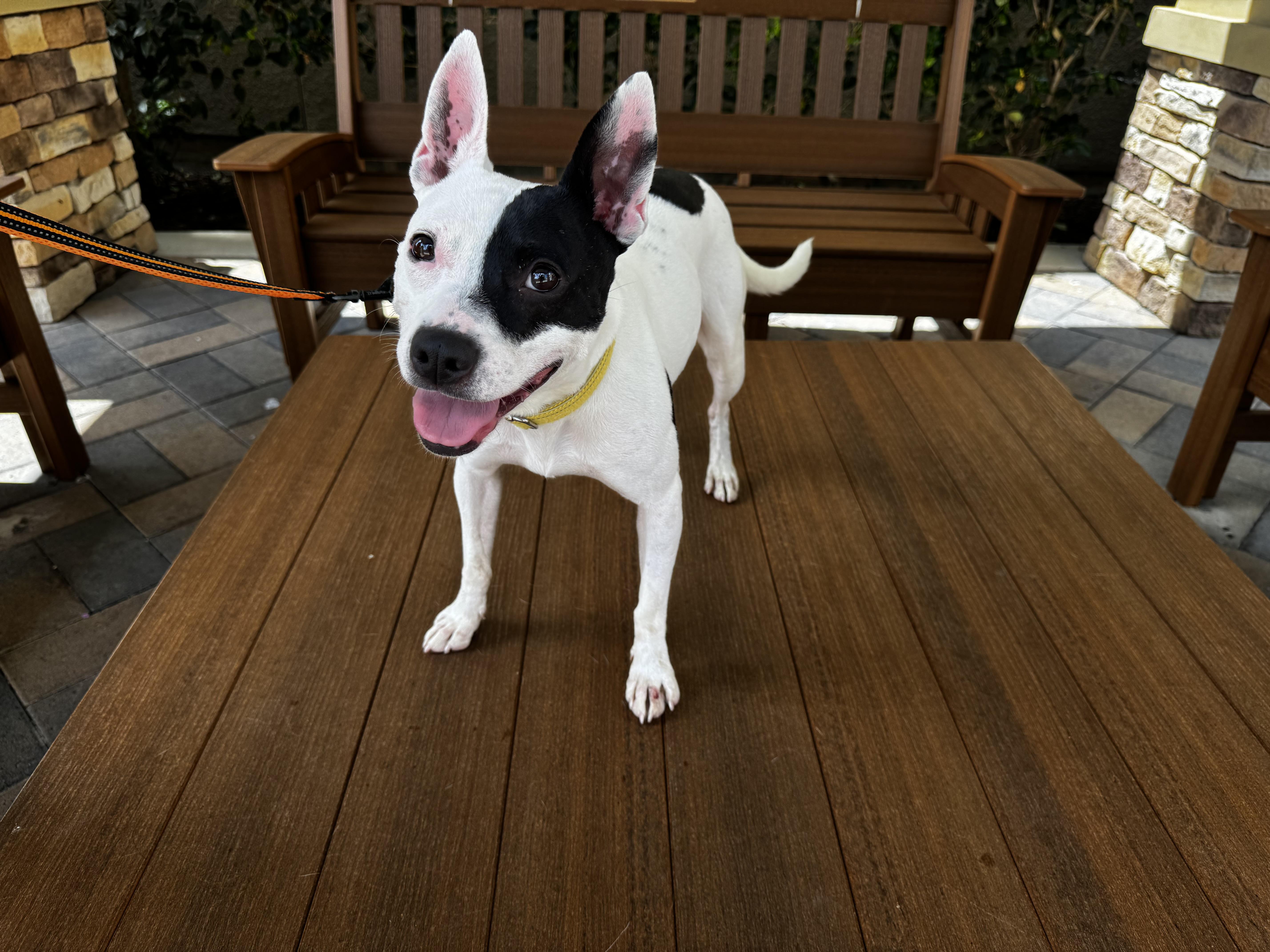 An adult medium-sized female White / Cream American Staffordshire Terrier dog named Piggie Smalls for adoption in Mission Viejo, CA