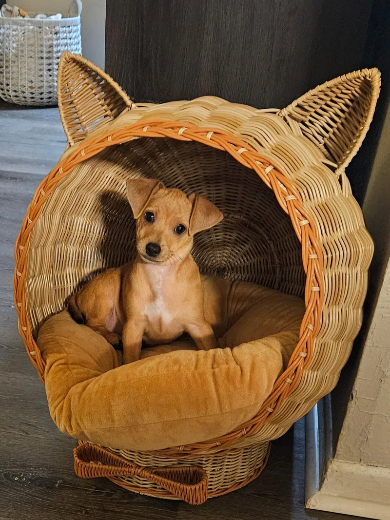 A baby small-sized male Chihuahua dog named Leo for adoption in Tampa, FL