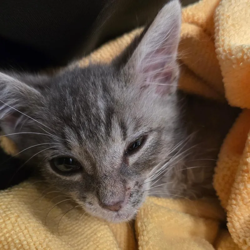 A baby small-sized male White Domestic Short Hair cat named Groot for adoption in Wheeling, IL