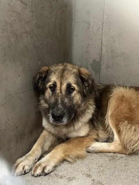 An adult large-sized female German Shepherd Dog dog named Nico for adoption in San Bernardino, CA
