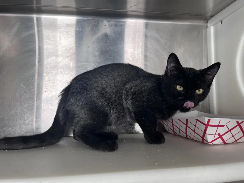 A young medium-sized male Domestic Short Hair cat named William for adoption in Carrollton, GA