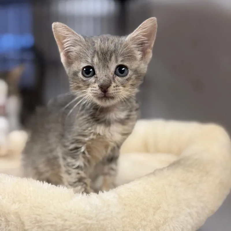 A baby small-sized female Gray / Blue / Silver Domestic Short Hair cat named Dragonfruit for adoption in Fort Smith, AR