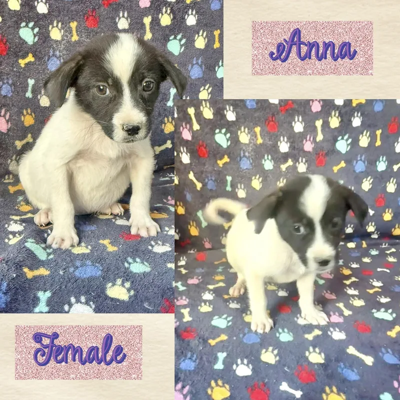 A baby medium-sized female Terrier dog named Anna for adoption in Manchester, CT