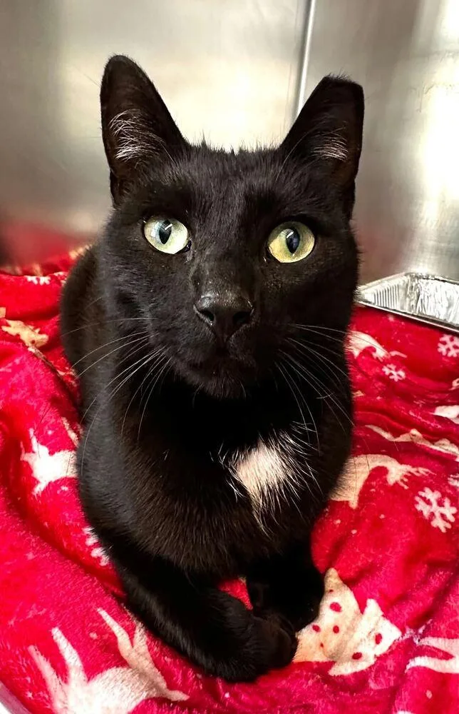 An adult medium-sized male Black & White / Tuxedo Domestic Short Hair cat named Slinky for adoption in Milltown, NJ