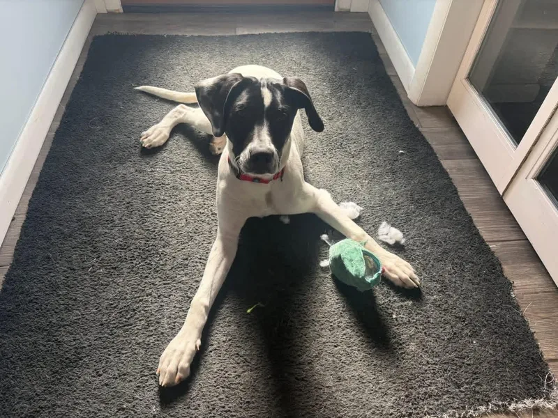 A young medium-sized male Black Labrador Retriever dog named Bear for adoption in Elizabethtown, PA