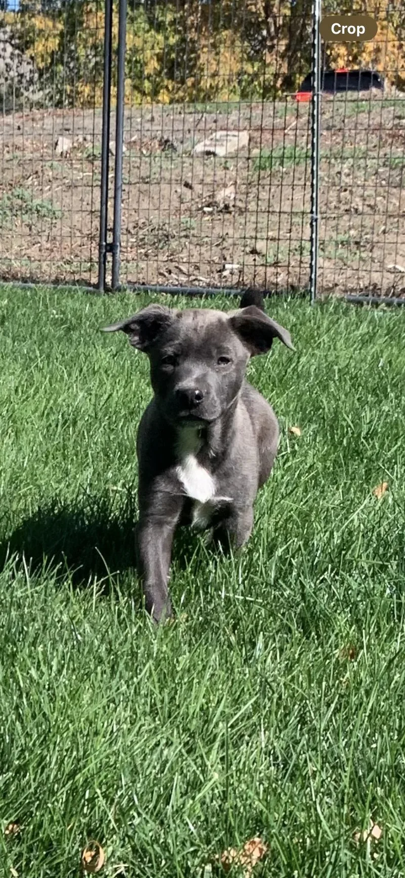 A baby medium-sized male Pit Bull Terrier dog named Tinker for adoption in Selah, WA