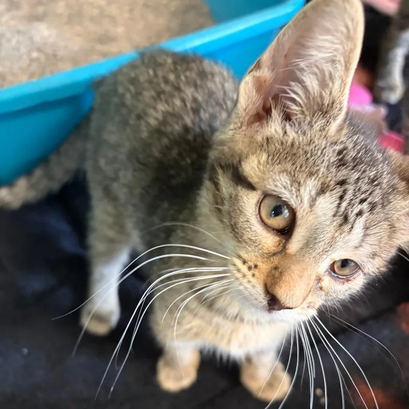 A baby small-sized female Brown / Chocolate Domestic Short Hair cat named Aviana for adoption in South Elgin, IL