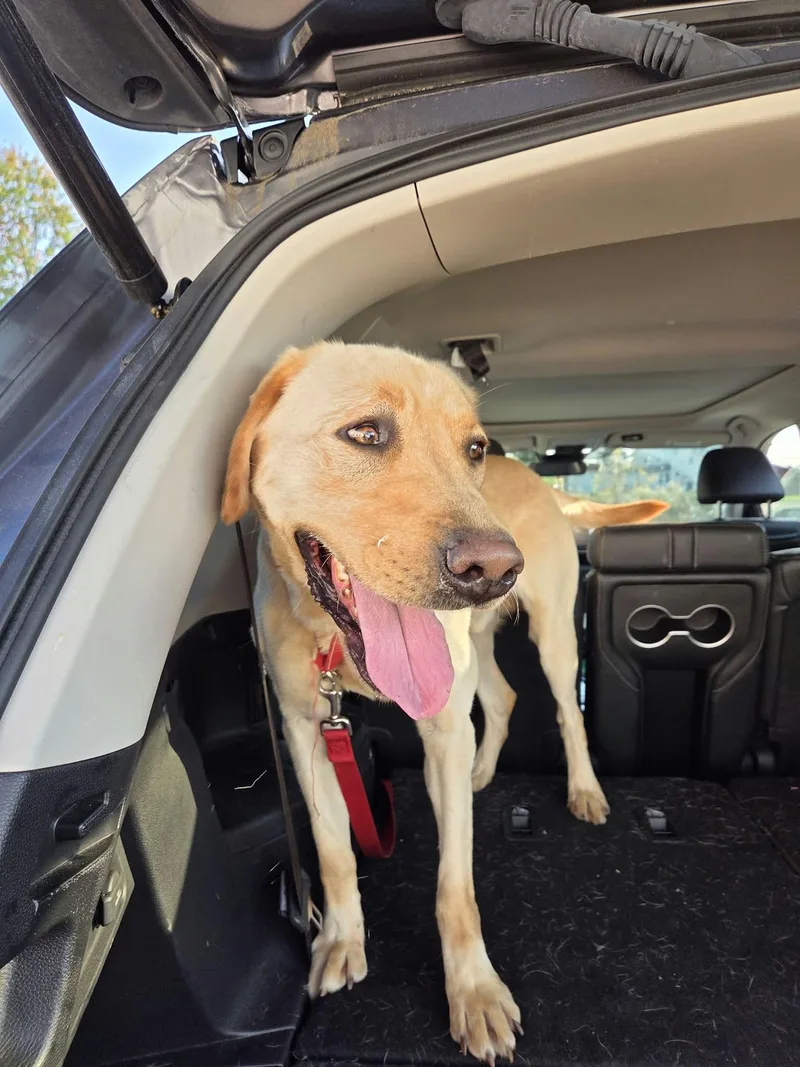 An adult large-sized male Yellow / Tan / Blond / Fawn Yellow Labrador Retriever dog named HarrisNot Accepting Applications Yet for adoption in Medina, OH