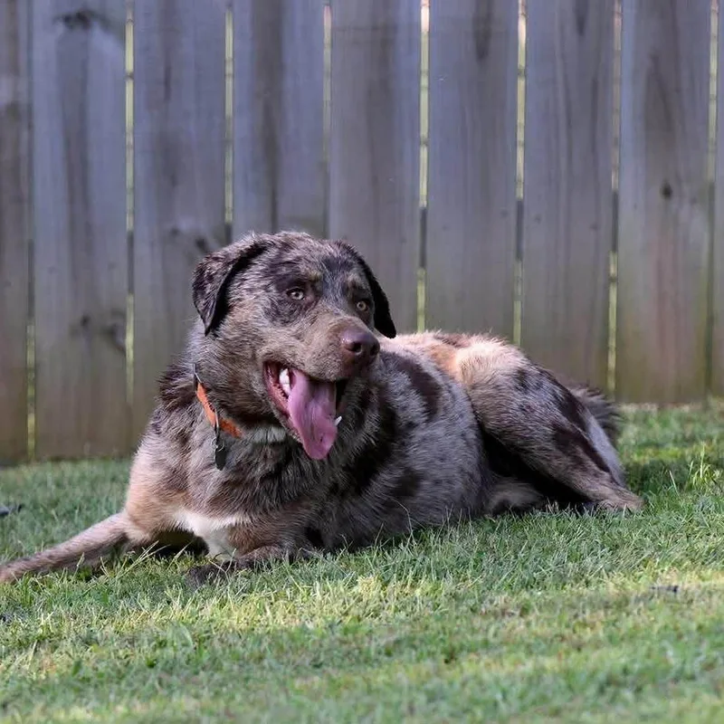 A young small-sized male Brown / Chocolate Catahoula Leopard Dog dog named Spots for adoption in Sequatchie, TN