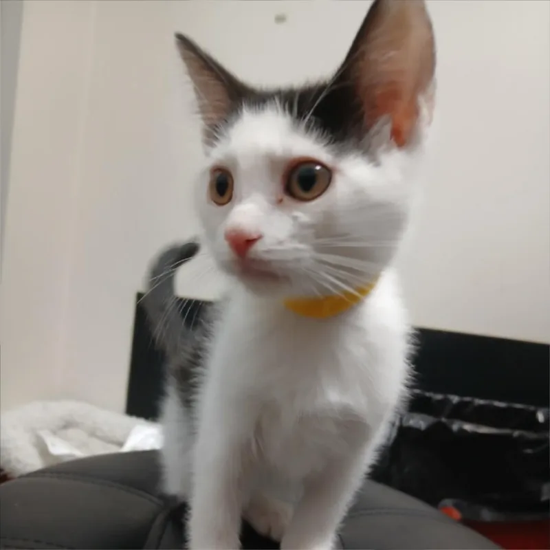 Pickle thumbnail 2
