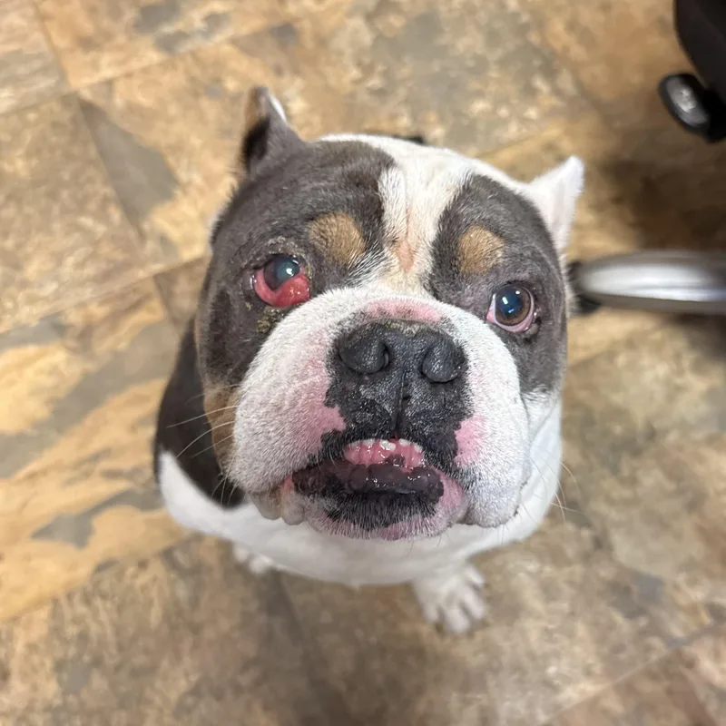 An adult medium-sized male English Bulldog dog named Sir Pretty Princess for adoption in Columbia, SC